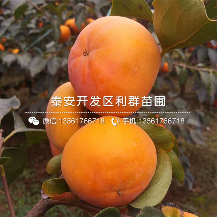 胎里紅柿子苗價(jià)格、胎里紅柿子苗出售