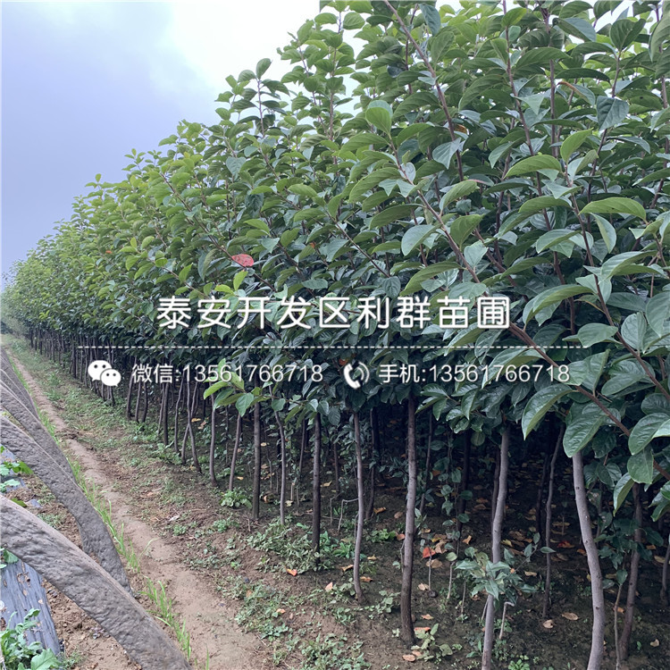 牛心柿子苗、牛心柿子苗價(jià)格