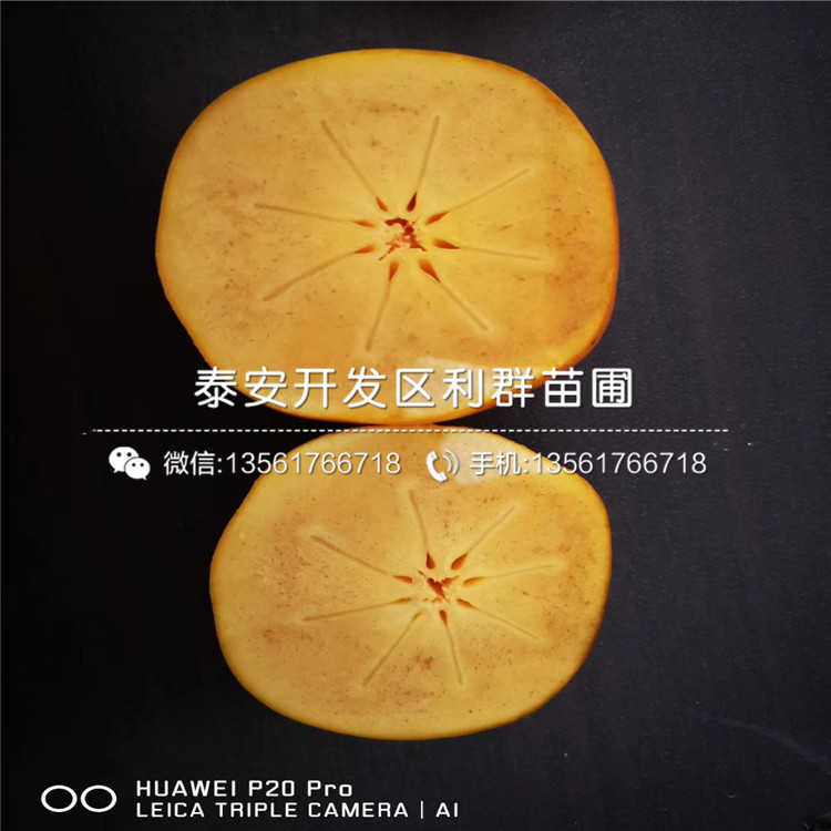 富平尖柿子苗