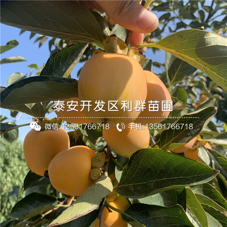八月紅柿子樹苗、八月紅柿子樹苗報價