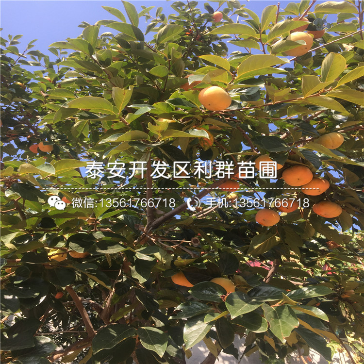 次郞柿子樹苗出售、2020年次郞柿子樹苗價格