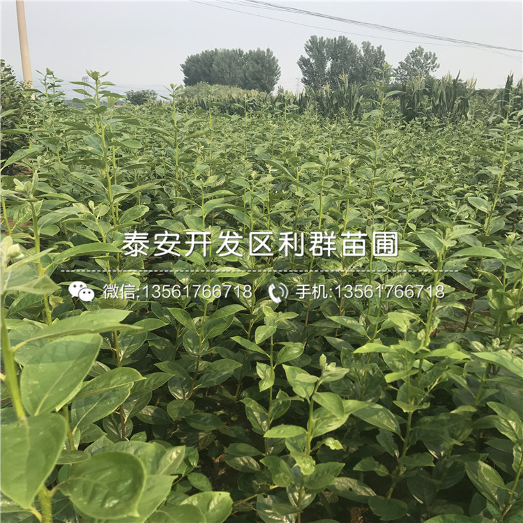 4公分柿子苗、4公分柿子苗價(jià)格