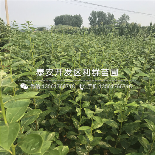出售出售柿子樹(shù)苗、出售柿子樹(shù)苗多少錢(qián)一棵