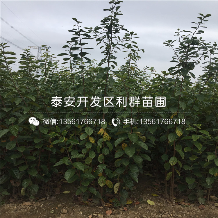 5公分甜柿子樹(shù)苗、5公分甜柿子樹(shù)苗報(bào)價(jià)及價(jià)格
