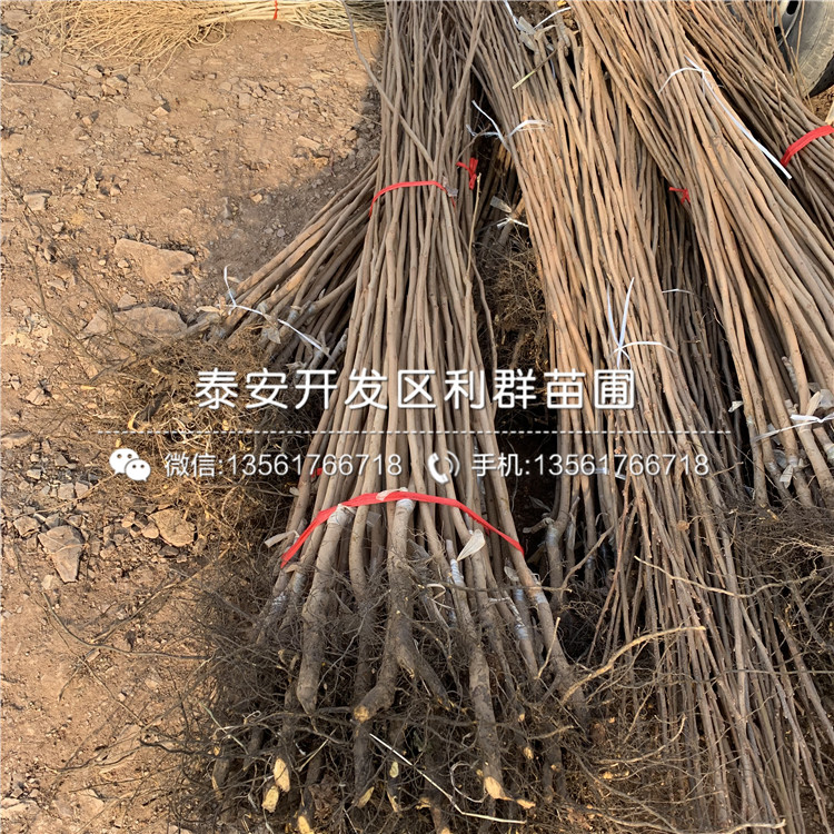 2公分柿子苗出售、2公分柿子苗價格
