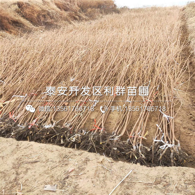 2公分柿子苗出售、2公分柿子苗價格