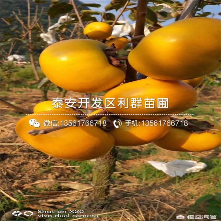 出售4公分柿子苗、4公分柿子苗價格