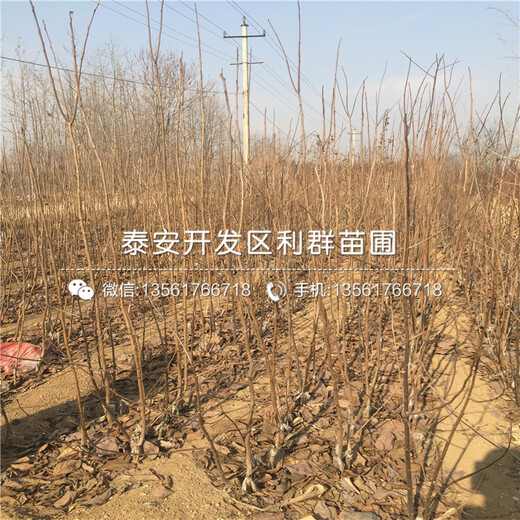 興津20柿子樹(shù)苗出售、興津20柿子樹(shù)苗價(jià)格及報(bào)價(jià)