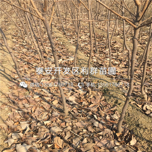 富有柿子樹苗、富有柿子樹苗出售價格