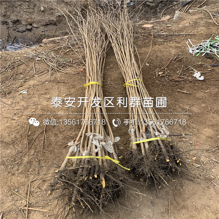 富有柿子樹苗、富有柿子樹苗出售價格