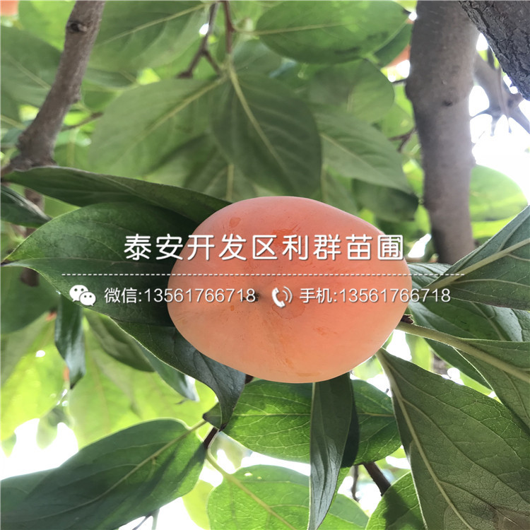 哪里有胎里紅柿子樹苗出售、胎里紅柿子樹苗多少錢一棵