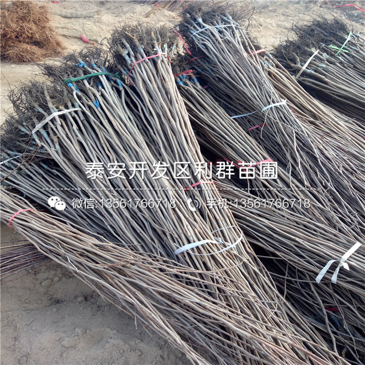 羅田甜柿子樹(shù)苗、羅田甜柿子樹(shù)苗報(bào)價(jià)