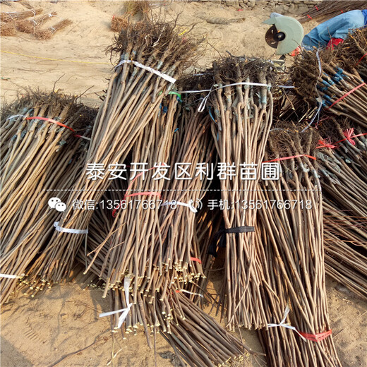 富平尖柿柿子樹苗、富平尖柿柿子樹苗批發(fā)價(jià)格