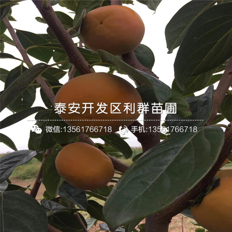 新品种日本柿子树苗、日本柿子树苗多少钱一棵