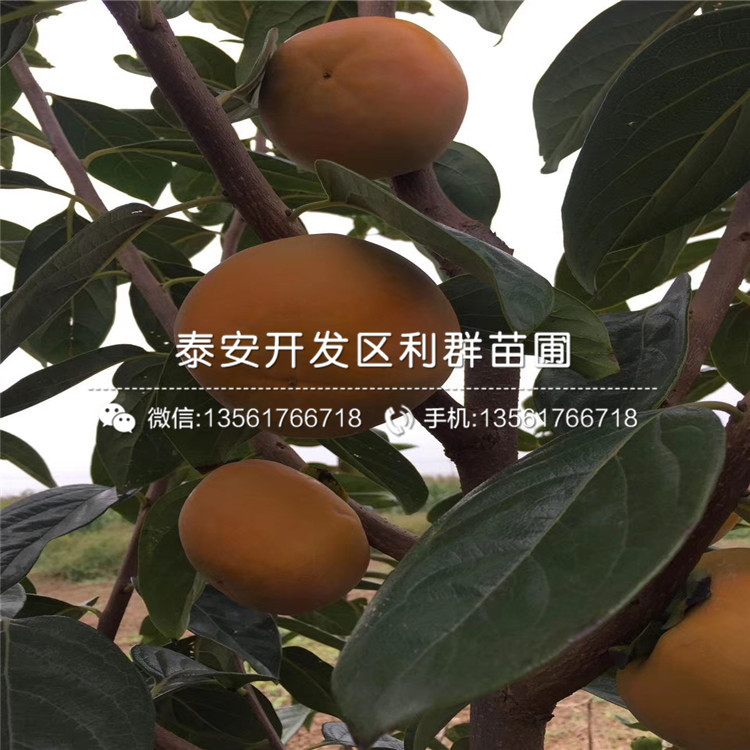 新品種柿子樹苗、新品種柿子樹苗品種