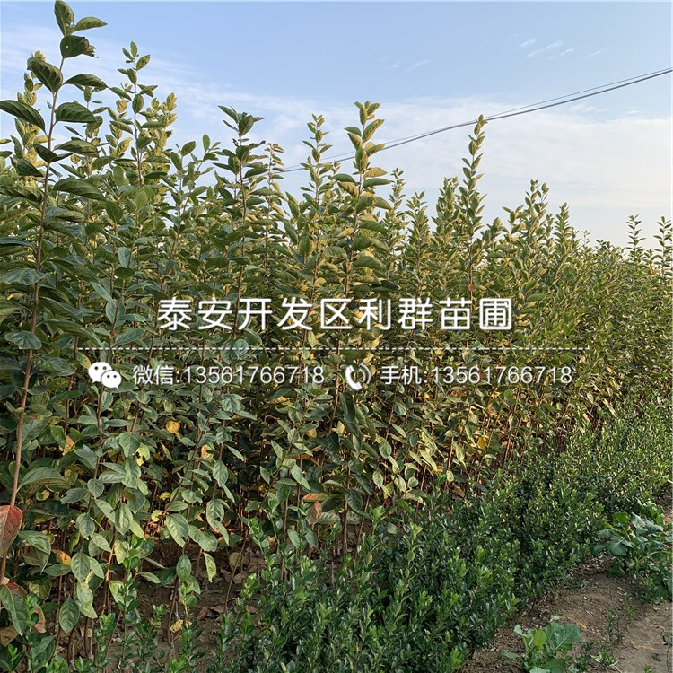 2公分甜柿子樹苗批發(fā)、2公分甜柿子樹苗價(jià)格及報(bào)價(jià)