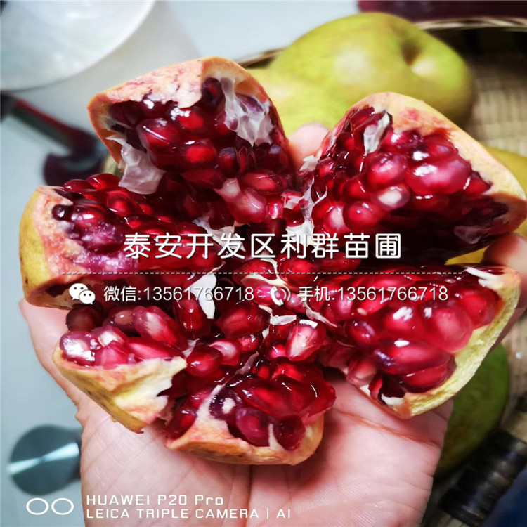 出售石榴苗出售、2020年出售石榴苗價(jià)格