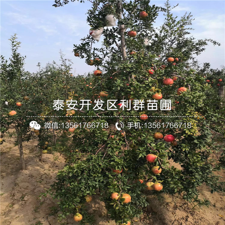 山東無籽石榴樹苗、山東無籽石榴樹苗價格及報價