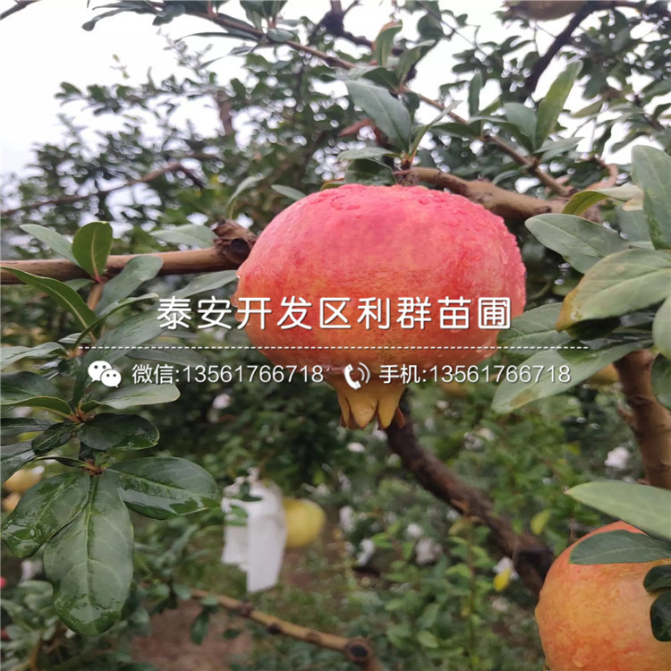 山東無籽石榴樹苗、山東無籽石榴樹苗價格及報價