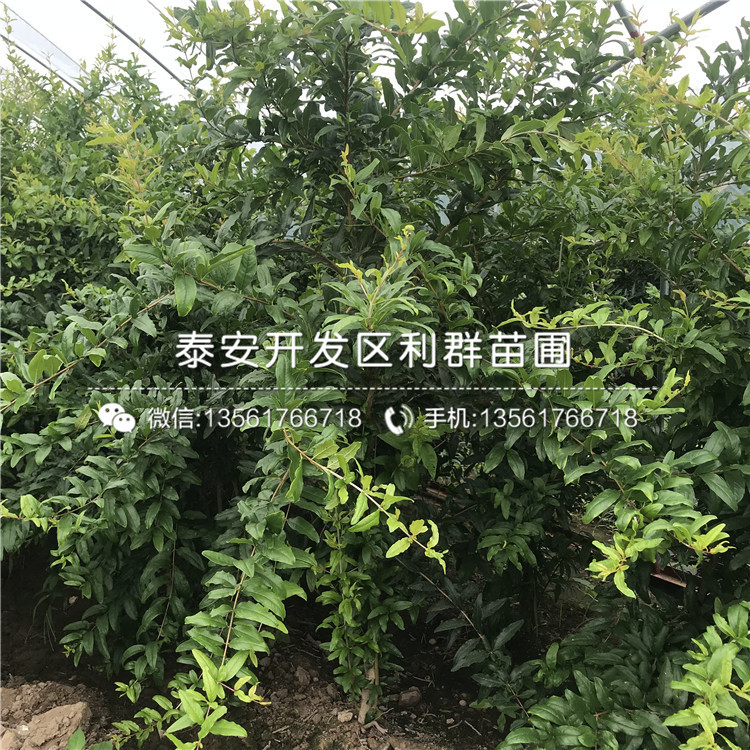 出售石榴苗出售、2020年出售石榴苗價(jià)格