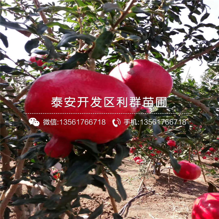出售石榴苗出售、2020年出售石榴苗價(jià)格