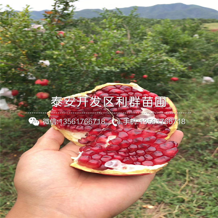 出售石榴苗出售、2020年出售石榴苗價(jià)格