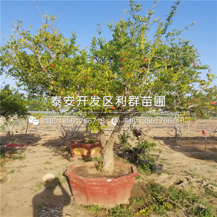 泰山紅石榴苗品種介紹、泰山紅石榴苗價格及報價