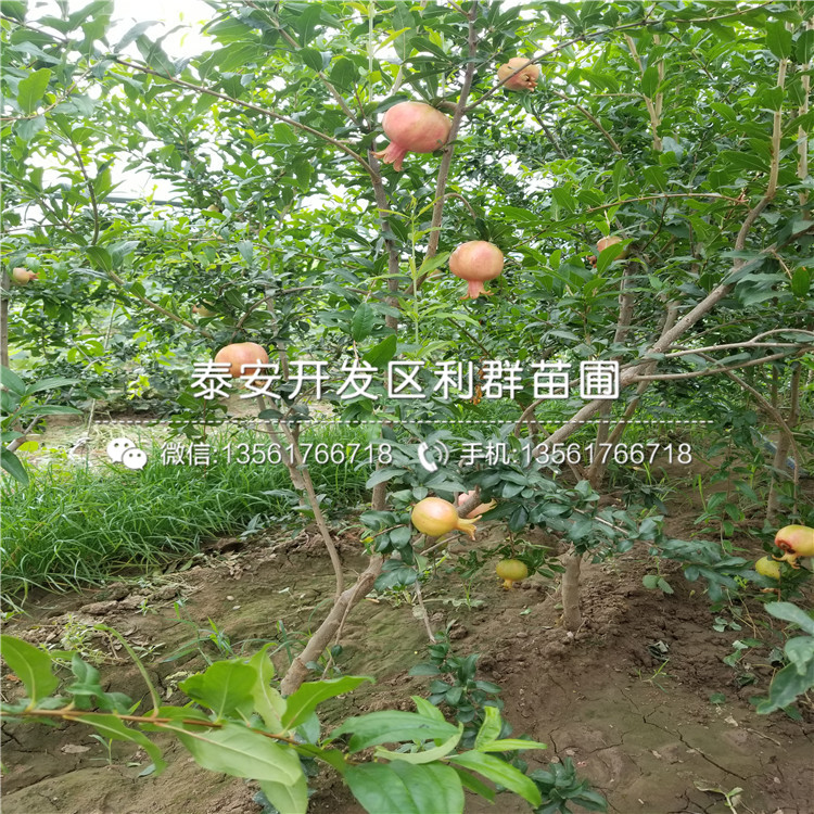 出售突尼斯軟籽石榴樹(shù)苗、出售突尼斯軟籽石榴樹(shù)苗價(jià)格及報(bào)價(jià)