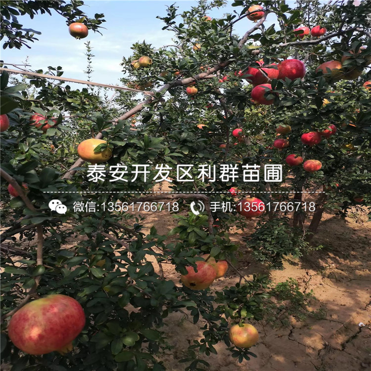 5公分石榴苗、5公分石榴苗出售基地