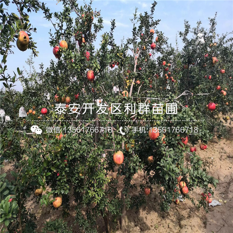 泰山紅石榴樹(shù)苗出售、泰山紅石榴樹(shù)苗價(jià)格及報價(jià)
