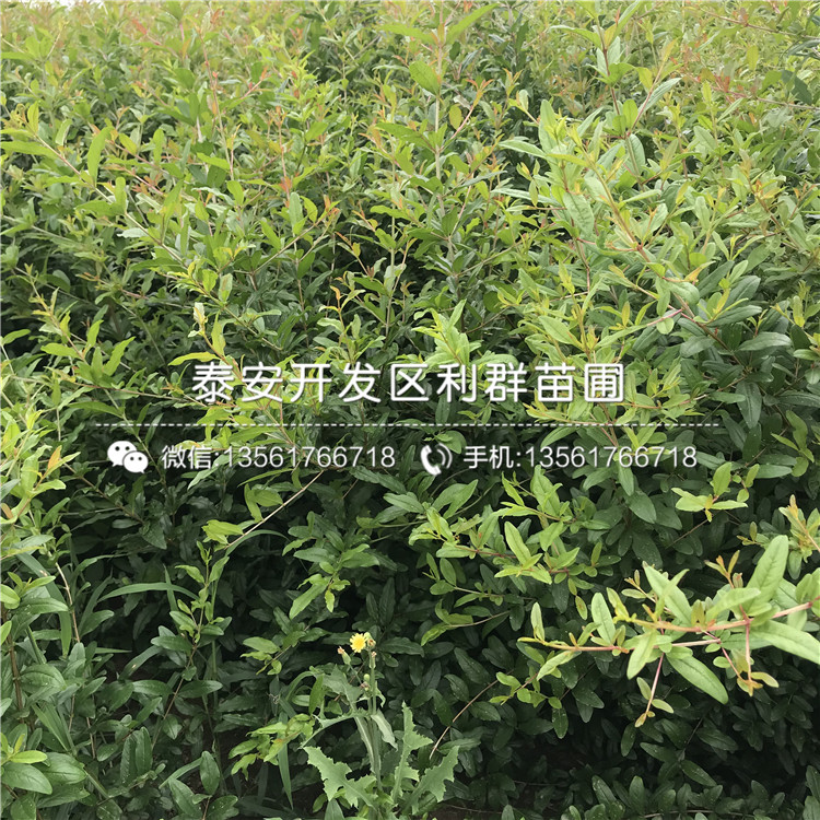 3公分石榴樹苗出售、3公分石榴樹苗價(jià)格及報(bào)價(jià)