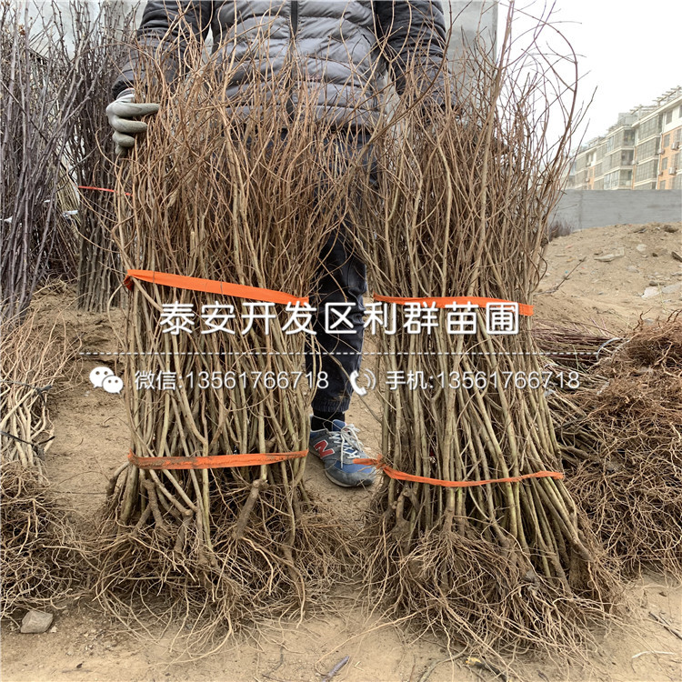 中農(nóng)紅軟籽石榴樹苗報(bào)價(jià)、中農(nóng)紅軟籽石榴樹苗價(jià)格及基地