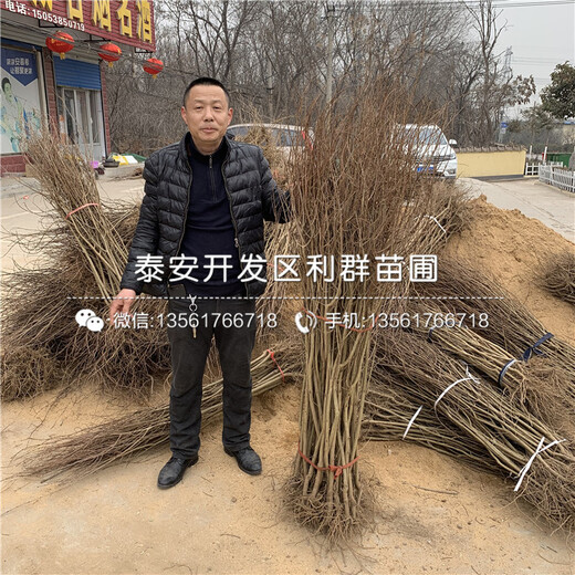 2020年3公分石榴苗、2020年3公分石榴苗價(jià)格及報(bào)價(jià)