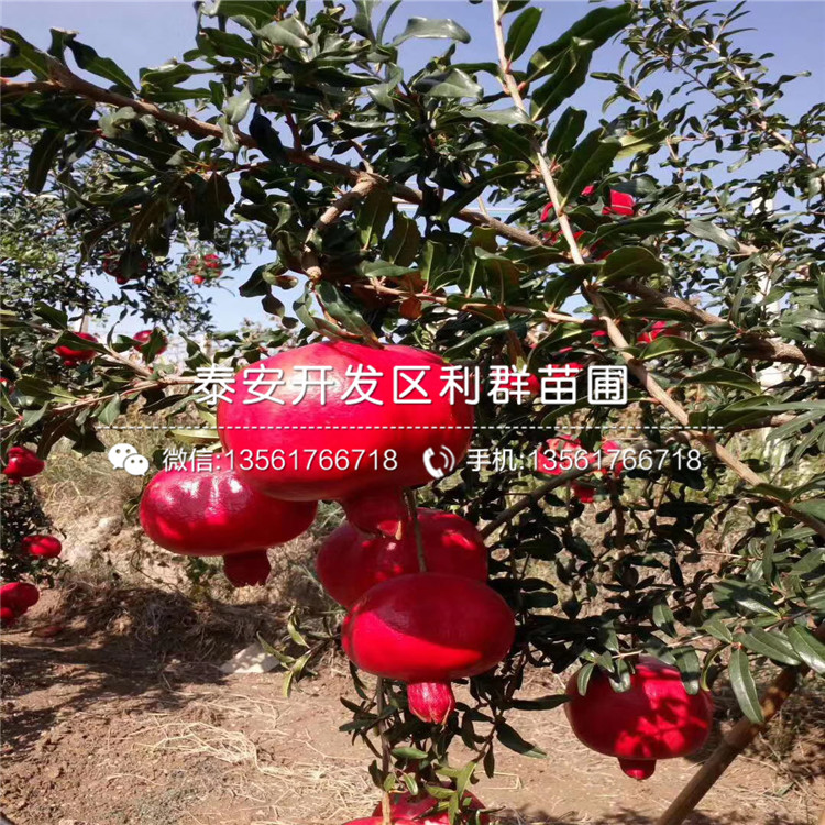 新品種石榴苗、新品種石榴苗出售價(jià)格