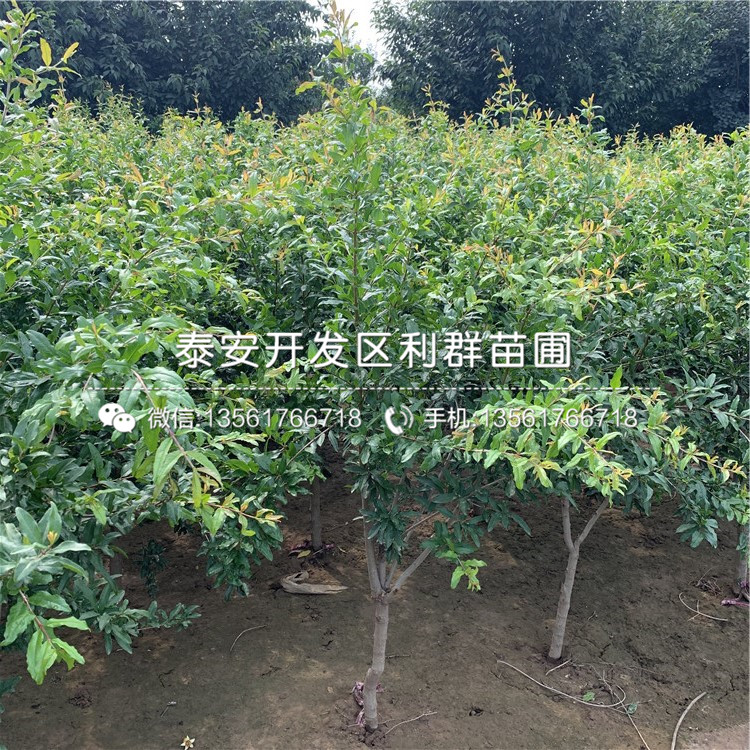 蒙陽紅石榴苗批發(fā)、蒙陽紅石榴苗價格