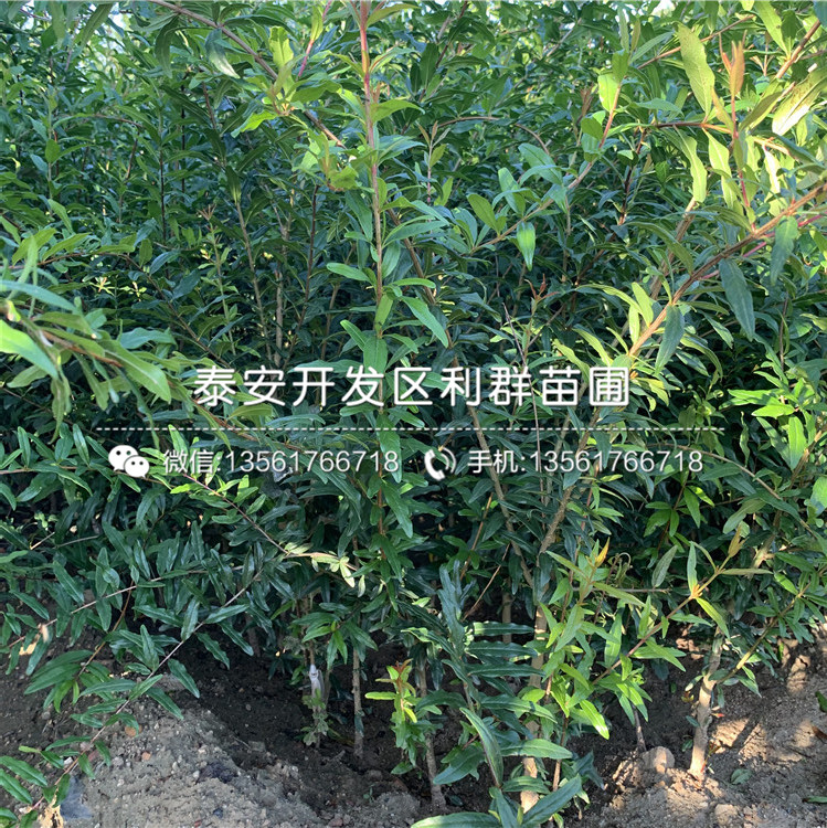 三白甜石榴树苗出售,三白甜.