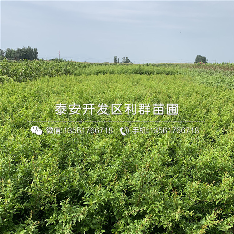蒙陽紅石榴苗批發(fā)、蒙陽紅石榴苗價格