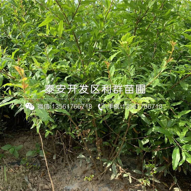 中農(nóng)紅軟籽石榴樹苗報(bào)價(jià)、中農(nóng)紅軟籽石榴樹苗價(jià)格及基地