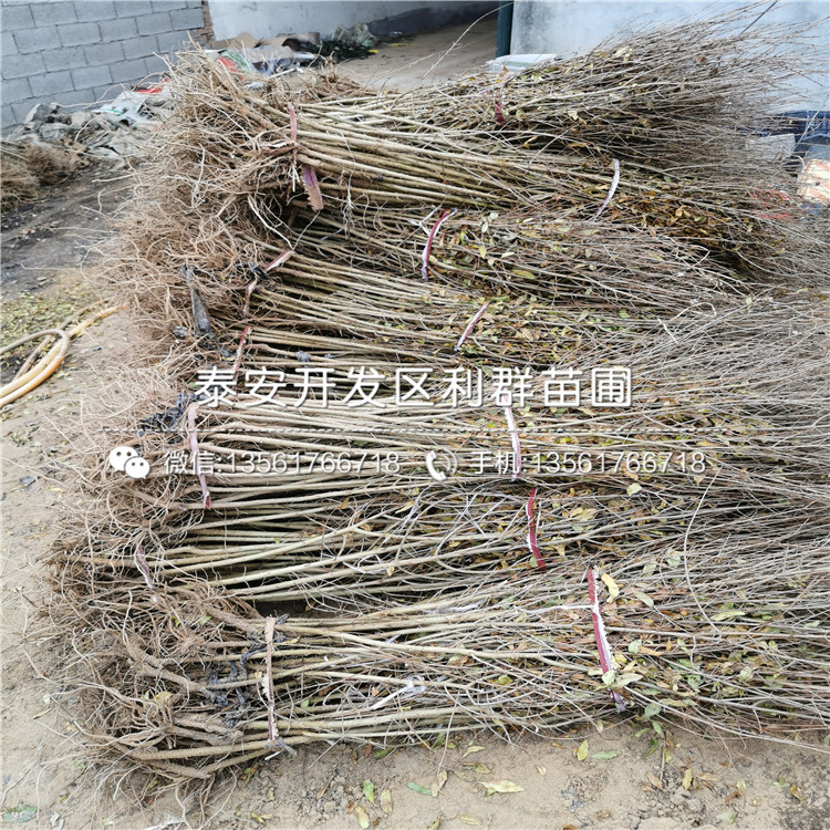 3公分石榴苗品種介紹、3公分石榴苗價(jià)格及報(bào)價(jià)