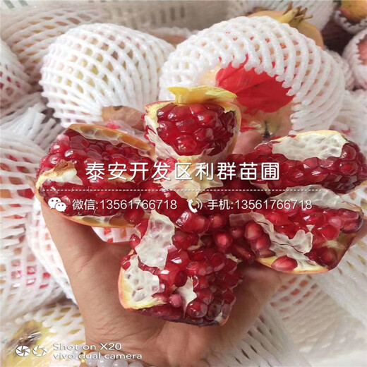 出售石榴苗、出售石榴苗批發(fā)價(jià)格