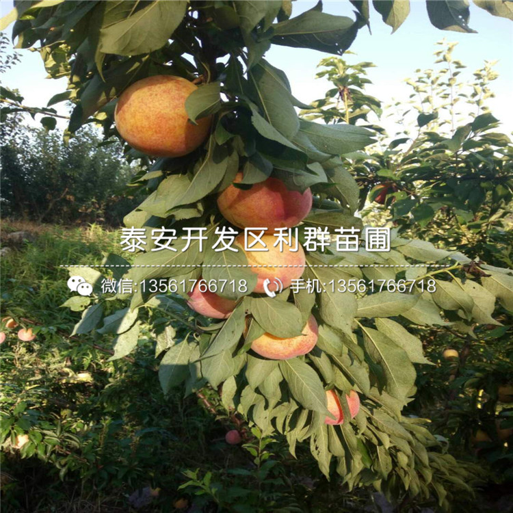 2公分奧德羅達(dá)李子苗、2公分奧德羅達(dá)李子苗價(jià)格