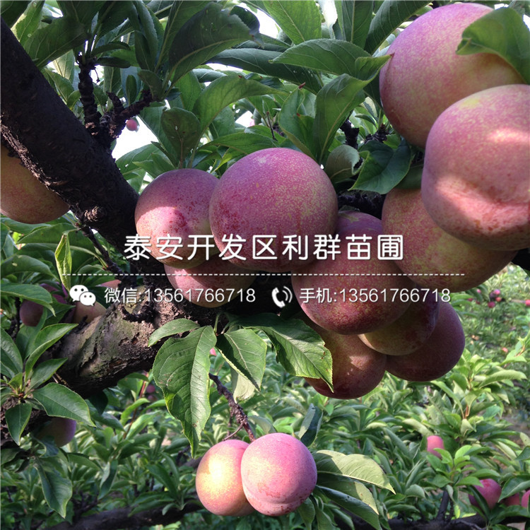 山東黃金奈李子苗、山東黃金奈李子苗批發(fā)