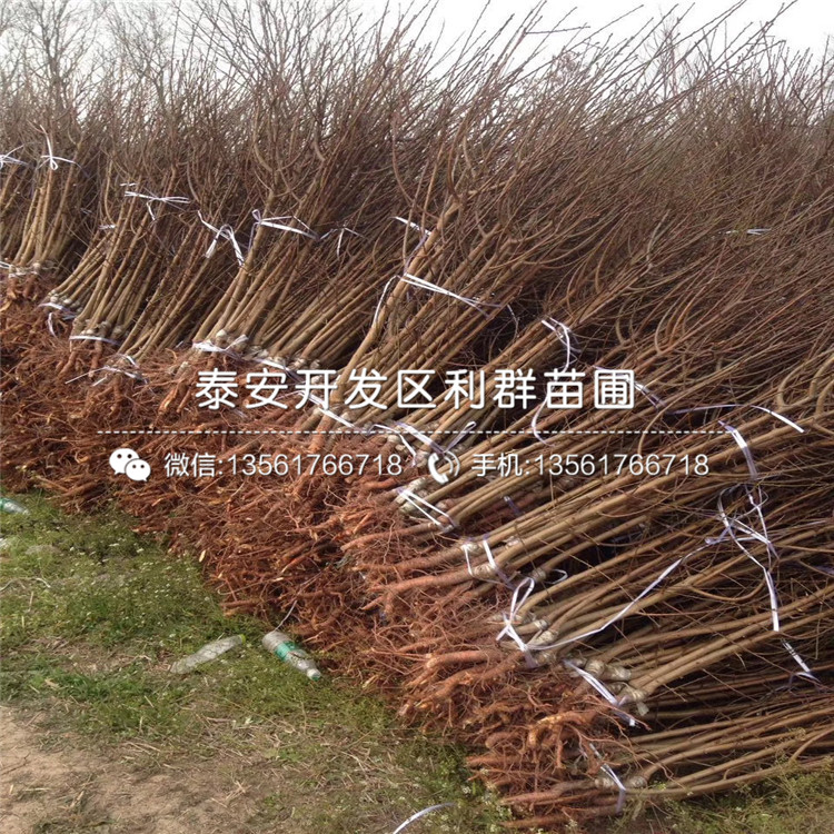 五月脆李子苗批發(fā)、五月脆李子苗基地及報(bào)價(jià)