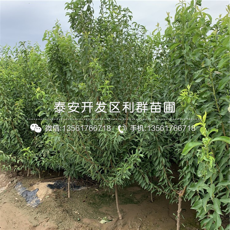 新品種青脆李子樹苗、新品種青脆李子樹苗基地