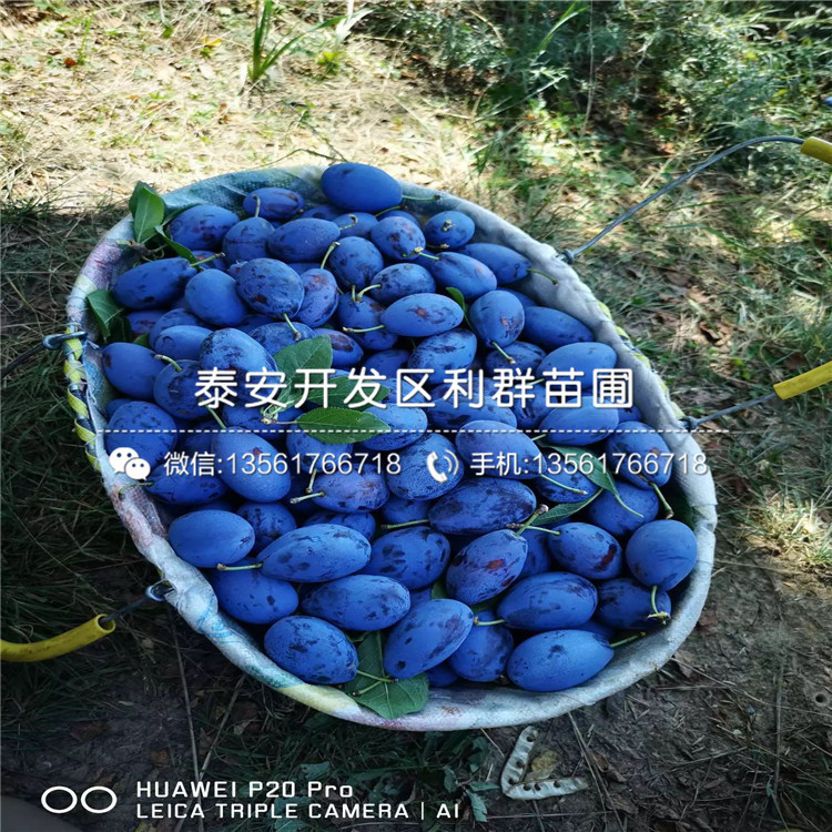 杏李子苗、杏李子苗新品種