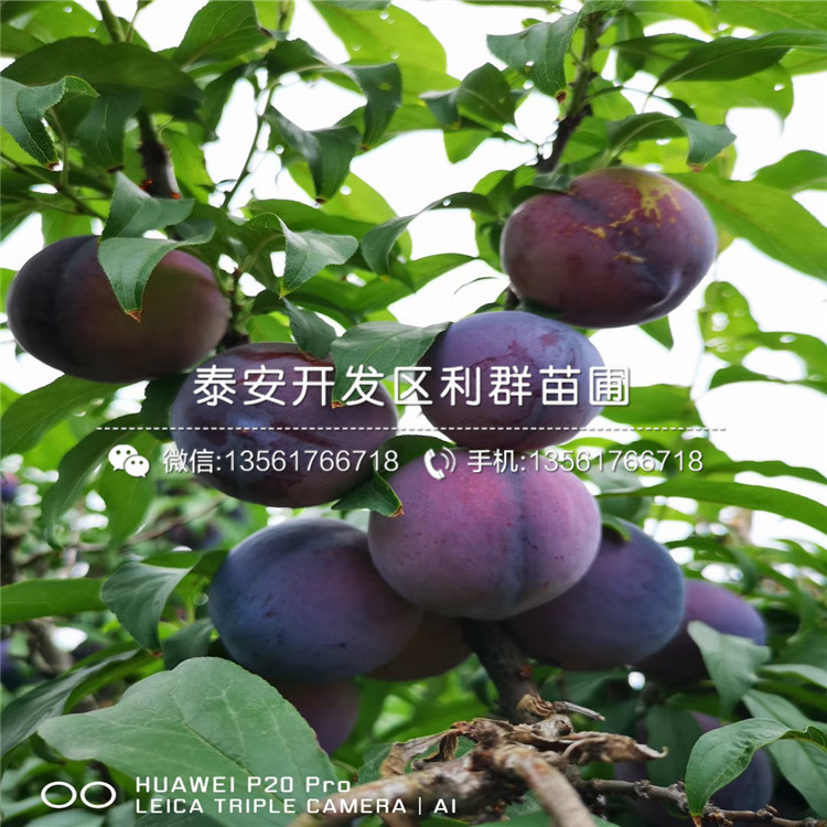 大李特早紅李子苗、大李特早紅李子苗基地及報價