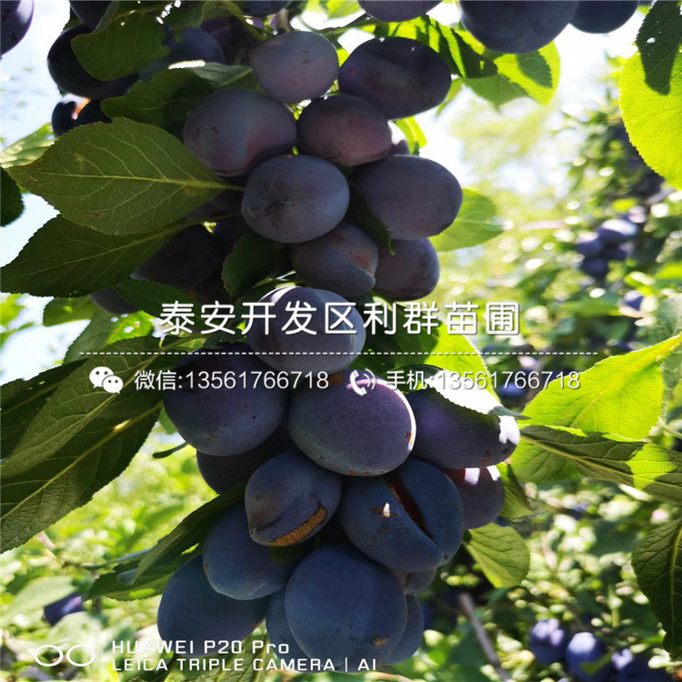批發(fā)青脆李子苗、批發(fā)青脆李子苗價格及報價