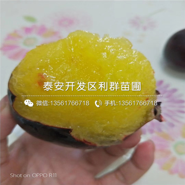 山東國峰7號李子樹(shù)苗、國峰7號李子樹(shù)苗價(jià)格