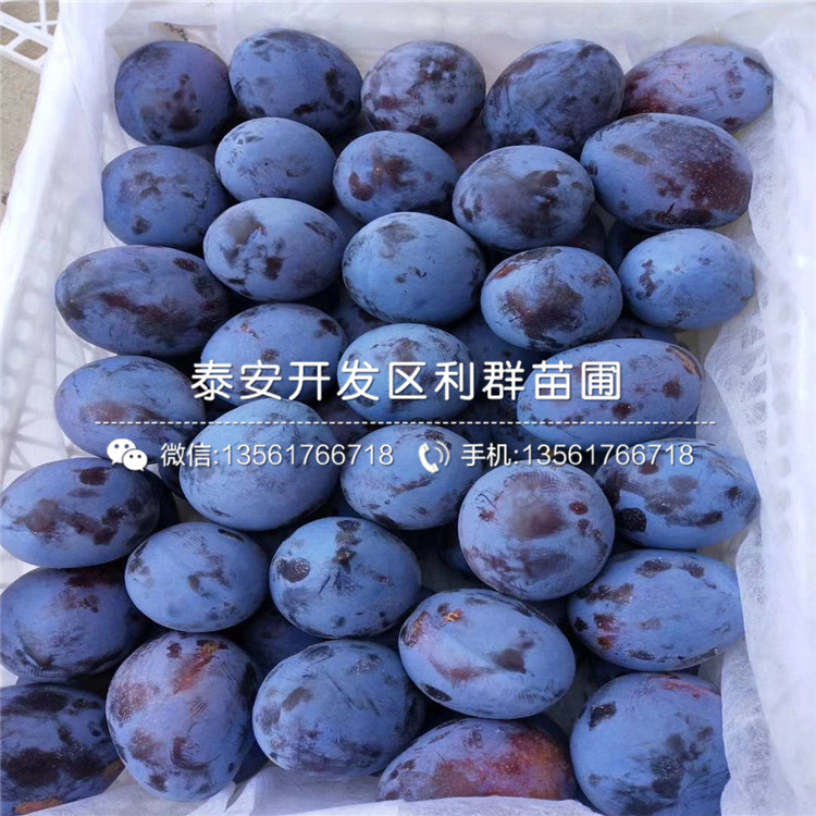 黑李子苗出售、2020年黑李子苗價格
