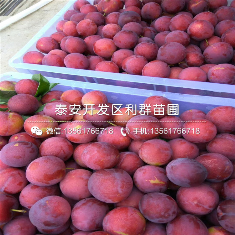 鳳凰李子樹(shù)苗批發(fā)價(jià)格、2020年鳳凰李子樹(shù)苗價(jià)格